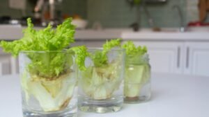 Low-Cost Kitchen And Lifestyle Hobbies